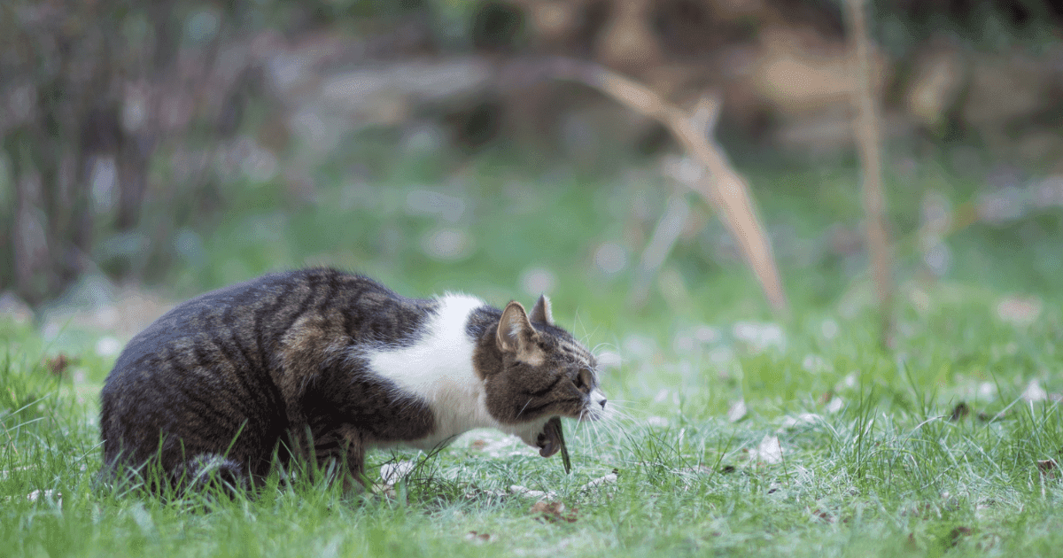 Hairballs in Cats: Understanding and Managing